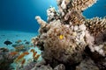 Bubble anemone and anemonefish