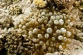 Bubble anemone (entacmaea quadricolor)