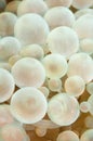 Bubble anemones