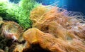 Bubble anemones Entacmaea quadricolor in an aquarium Royalty Free Stock Photo