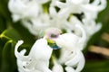 Bubble balanced delicately between two white flowers reflecting Royalty Free Stock Photo