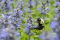 Bumblebee in the flowers