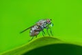Bubble blowing fly sitting on leaf on green background