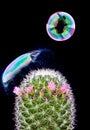 Bubble bursting on cactus