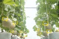 The bubble chat data the detect by futuristic technology in smart agriculture