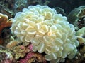 Bubble Coral