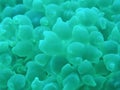 Bubble coral Royalty Free Stock Photo
