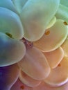 Bubble Coral Colony Royalty Free Stock Photo