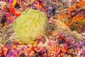 Bubble Coral, Coral Reef, Maldives