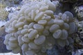 Bubble Coral and Harlequin Shrimps off Balicasag Island, Panglao, Bohol, Philippines