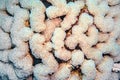 Bubble coral, organic texture of soft coral - Plerogyra sinuosa