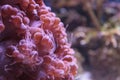 Bubble coral Plerogyra flexuosa