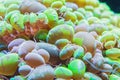 Bubble Coral Plerogyra sinuosa