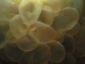 Bubble coral Royalty Free Stock Photo