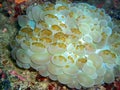 Bubble Coral (Plerogyra Sinuosa) in the filipino sea February 4, 2010