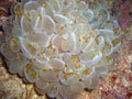 Bubble Coral (Plerogyra Sinuosa) in the filipinosea 15.11.2012