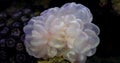 Bubble Coral Plerogyra sinuosa Underwater in home aquarium.