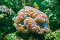 Bubble Coral Plerogyra sinuosa