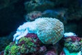 Bubble Coral Plerogyra sinuosa