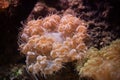 Bubble coral (Plerogyra sinuosa).
