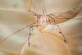 Bubble coral shrimp Vir philippinensis in Gorontalo, Indonesia underwater photo.