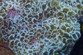 Bubble Coral, Sogod Bay, Padre Burgos, Leyte, Philippines, Asia Royalty Free Stock Photo