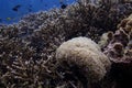 Bubble coral and staghorn coral reef with many fish swim underwater and deep blue sea water background landscape in day time Royalty Free Stock Photo