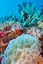 Bubble Coral, Stony Coral, North Sulawesi, Indonesia