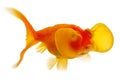 Bubble Eye Gold Fish Royalty Free Stock Photo
