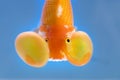 Bubble Eye goldfish closeup Royalty Free Stock Photo