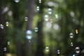Bubble Forest - Abstract Dreams of Peace Purity and Tranquility Royalty Free Stock Photo