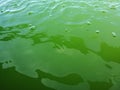 Bubbles and water waves on the green surface, texture of green bubbles, Blurred image of Green water background