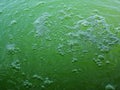 Bubbles and water waves on the green surface, texture of green bubbles, Blurred image of Green water background