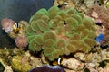 Bubble Green Coral