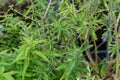 Bubble gum plant lippia polystacha close up with leaf Royalty Free Stock Photo