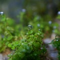 Pearling: a bubble on aquatic plants Royalty Free Stock Photo