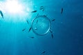Bubble ring with fishes in the blue