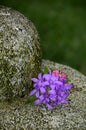 Bubble Rock Fountain with purple flowers