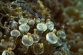 Bubble Sea Anemone Entacmaea quadricolor