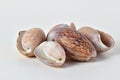 Collection of seashells on white background, travel souvenir or decoration gift