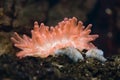 Bubble-tip anemone Entacmaea quadricolor Royalty Free Stock Photo