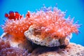 Bubble-tip anemone