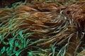 Bubble-tip anemone Entacmaea quadricolor.