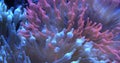 Bubble-tip anemone, Entacmaea quadricolor is a species of sea anemone.