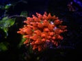 Bubble-tip anemone - Entacmaea quadricolor