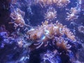 Bubble-tip anemone, (Entacmaea quadricolor