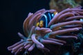 bubble tip anemone move poison tentacles in flow, coexist and protect fish, Clark\'s anemonefish hide in huge animal