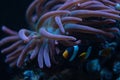 bubble tip anemone move poison tentacles in flow, pink fluorescent animal coexist and protect Clark\'s anemonefish