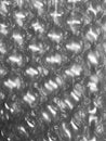 Bubble wrap closeup Royalty Free Stock Photo