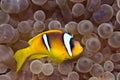 Bubbleanemone and anemonefish